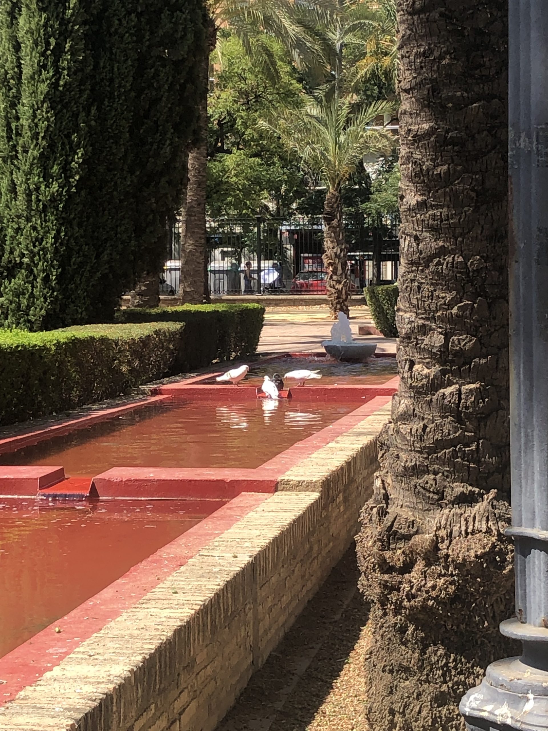 Birds looking for anything to cool down